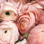 Elegant - Close-up Photograph of Flowers